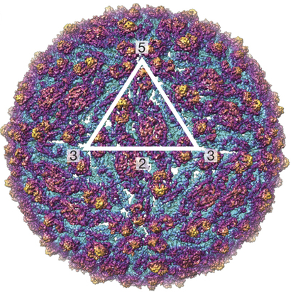 Scientists Publish Zika&nbsp;Snapshot